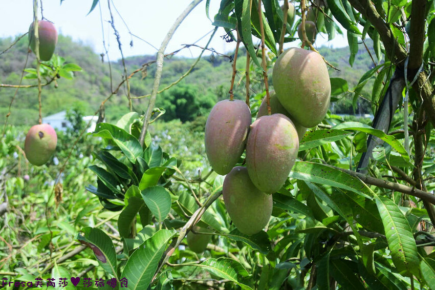台南旅遊【山中的繽紛奇遇記│探索西拉雅文化】玉井芒果冰超沁涼＆左鎮老街DIY雪花糬喝咖啡│溫噹噹果園│熱情小子芒果冰│DIY絲絡刷刷棒│天埔社區風味餐│沐重光珈琲 - Fresa芙芮莎♥莎旅憶食