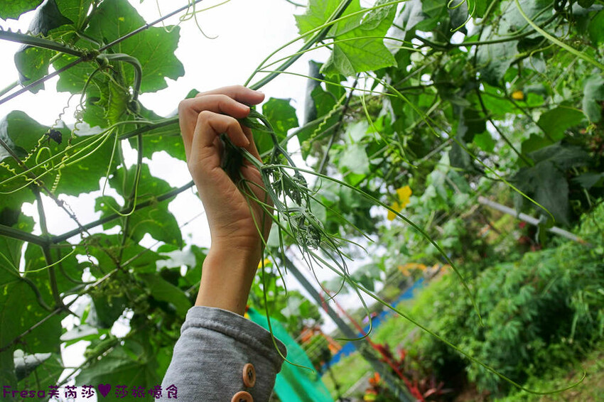 台南旅遊【山中的繽紛奇遇記│探索西拉雅文化】玉井芒果冰超沁涼＆左鎮老街DIY雪花糬喝咖啡│溫噹噹果園│熱情小子芒果冰│DIY絲絡刷刷棒│天埔社區風味餐│沐重光珈琲 - Fresa芙芮莎♥莎旅憶食