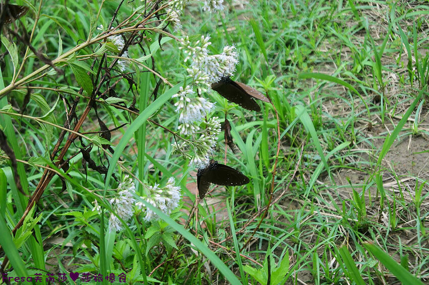 台南旅遊【山中的繽紛奇遇記│探索西拉雅文化】玉井芒果冰超沁涼＆左鎮老街DIY雪花糬喝咖啡│溫噹噹果園│熱情小子芒果冰│DIY絲絡刷刷棒│天埔社區風味餐│沐重光珈琲 - Fresa芙芮莎♥莎旅憶食