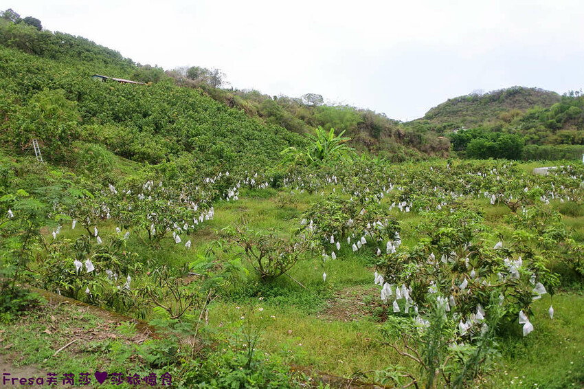 台南旅遊【山中的繽紛奇遇記│探索西拉雅文化】玉井芒果冰超沁涼＆左鎮老街DIY雪花糬喝咖啡│溫噹噹果園│熱情小子芒果冰│DIY絲絡刷刷棒│天埔社區風味餐│沐重光珈琲 - Fresa芙芮莎♥莎旅憶食