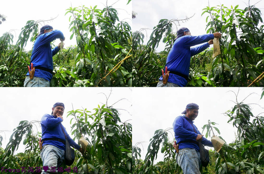 台南旅遊【山中的繽紛奇遇記│探索西拉雅文化】玉井芒果冰超沁涼＆左鎮老街DIY雪花糬喝咖啡│溫噹噹果園│熱情小子芒果冰│DIY絲絡刷刷棒│天埔社區風味餐│沐重光珈琲 - Fresa芙芮莎♥莎旅憶食