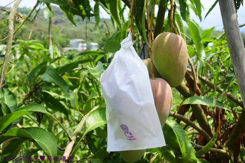 台南旅遊【山中的繽紛奇遇記│探索西拉雅文化】玉井芒果冰超沁涼＆左鎮老街DIY雪花糬喝咖啡│溫噹噹果園│熱情小子芒果冰│DIY絲絡刷刷棒│天埔社區風味餐│沐重光珈琲 - Fresa芙芮莎♥莎旅憶食