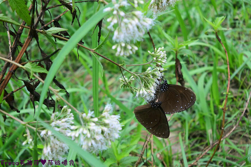 台南旅遊【山中的繽紛奇遇記│探索西拉雅文化】玉井芒果冰超沁涼＆左鎮老街DIY雪花糬喝咖啡│溫噹噹果園│熱情小子芒果冰│DIY絲絡刷刷棒│天埔社區風味餐│沐重光珈琲 - Fresa芙芮莎♥莎旅憶食