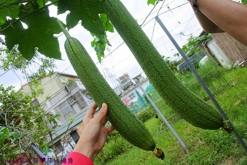 台南旅遊【山中的繽紛奇遇記│探索西拉雅文化】玉井芒果冰超沁涼＆左鎮老街DIY雪花糬喝咖啡│溫噹噹果園│熱情小子芒果冰│DIY絲絡刷刷棒│天埔社區風味餐│沐重光珈琲 - Fresa芙芮莎♥莎旅憶食
