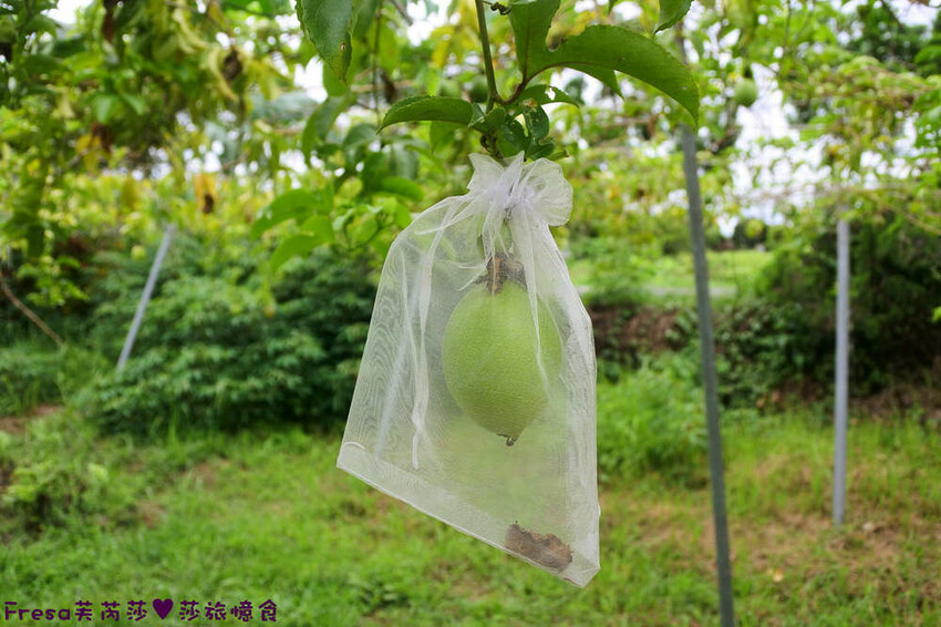 台南旅遊【山中的繽紛奇遇記│探索西拉雅文化】玉井芒果冰超沁涼＆左鎮老街DIY雪花糬喝咖啡│溫噹噹果園│熱情小子芒果冰│DIY絲絡刷刷棒│天埔社區風味餐│沐重光珈琲 - Fresa芙芮莎♥莎旅憶食