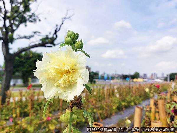 河雙21號河濱公園08-蜀葵花特寫.jpg 河雙21號河濱公園08-蜀葵花特寫.jpg