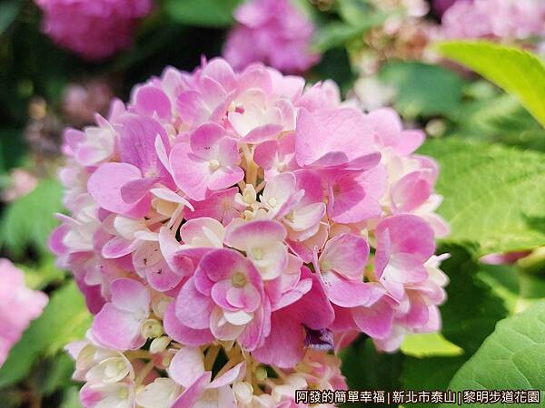 黎明步道花園09-淡粉紫色繡球花.jpg