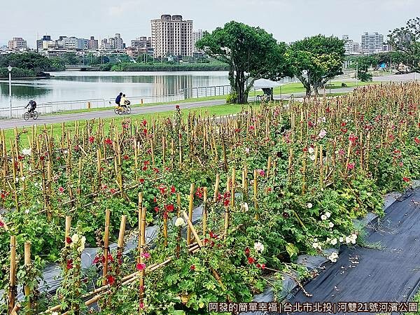 河雙21號河濱公園06-2千多株的蜀葵花之森.jpg 河雙21號河濱公園06-2千多株的蜀葵花之森.jpg