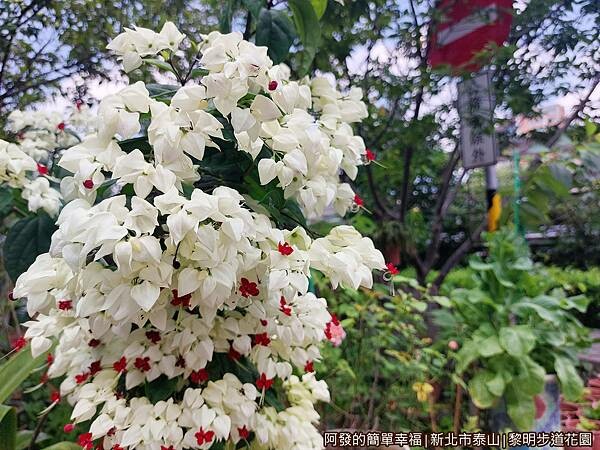 黎明步道花園12-一旁盛開的白色花叢.jpg