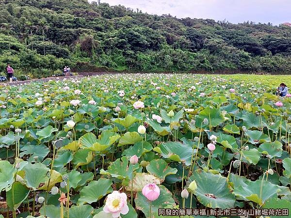 山豬堀荷花田03-後區段花開較盛.jpg
