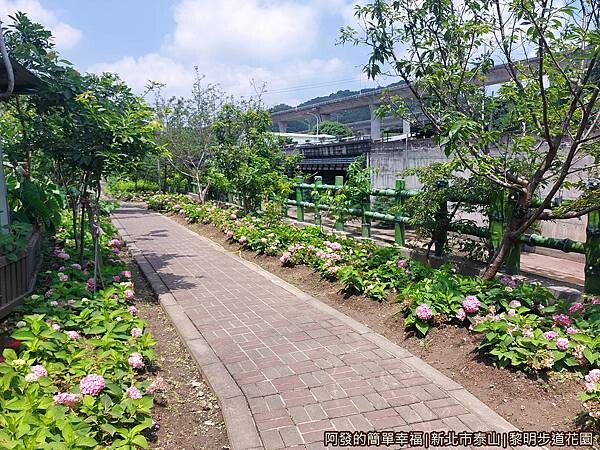 黎明步道花園08-傳說中的繡球花步道秘境.jpg