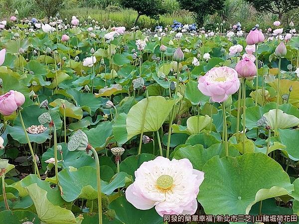 山豬堀荷花田06-綠葉叢中的粉紅荷花.jpg