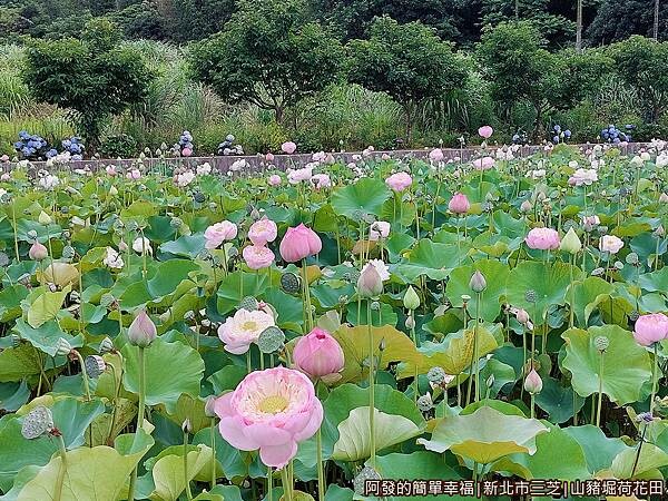 山豬堀荷花田04-一枝枝亭亭玉立般的荷花.jpg