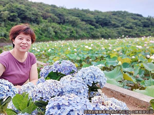 山豬堀荷花田15-繡球花與荷花雙綻.jpg