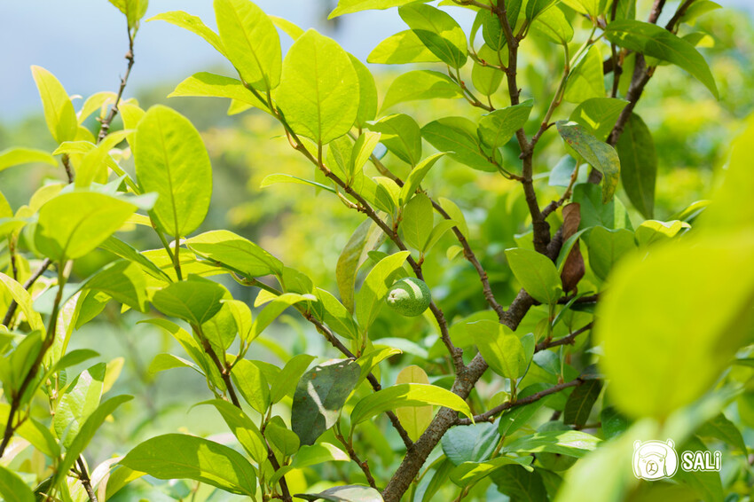 屏東霧台神山部落一日遊｜體驗魯凱族傳統手工藝，廚藝學校，部落巡禮