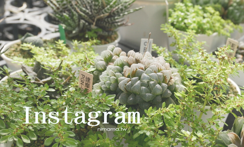 蕾絲小黃瓜迷你醋粽,低熱量無負擔、一口粽做法迎接端午節親子時光!