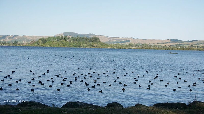 【2019紐西蘭。春遊南北島】想打滾的大草皮 vs 湖邊的地熱景像．市政公園 Government Gardens & 硫磺灣野生