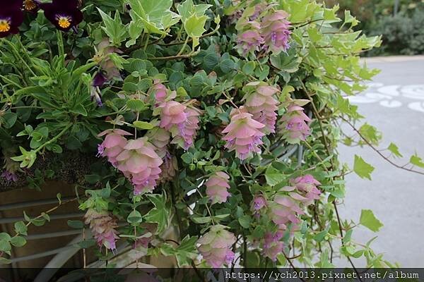 (21)肯特奧勒岡 圓葉牛至.JPG (21)肯特奧勒岡 圓葉牛至.JPG