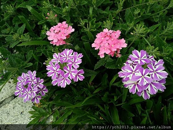 (40)櫻草花.jpg (40)櫻草花.jpg