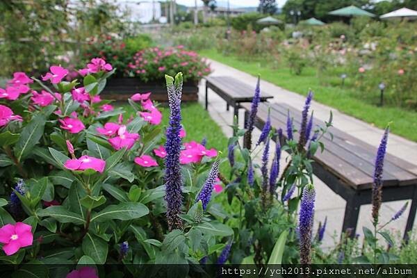 (24)穗花婆婆納.JPG (24)穗花婆婆納.JPG