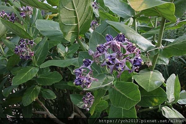 (95)皇冠花.JPG (95)皇冠花.JPG