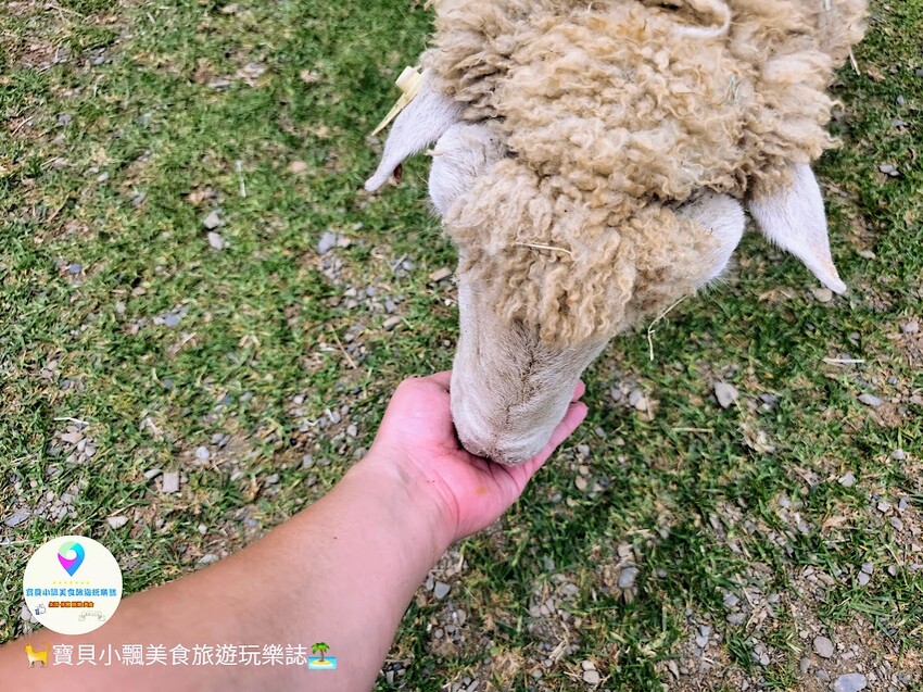 [旅遊]南投 藍天白雲綠草地 愜意賞景郊遊趣 來清境農場與羊咩咩度過愉快的假期吧！