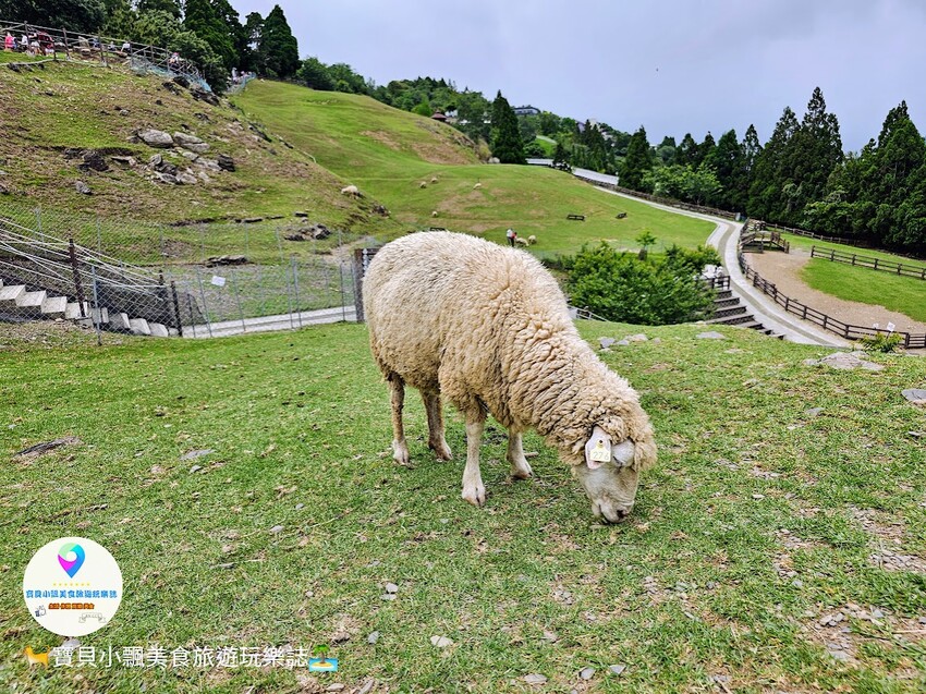 [旅遊]南投 藍天白雲綠草地 愜意賞景郊遊趣 來清境農場與羊咩咩度過愉快的假期吧！