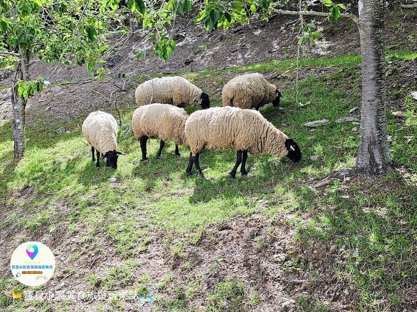 [旅遊]南投 藍天白雲綠草地 愜意賞景郊遊趣 來清境農場與羊咩咩度過愉快的假期吧！