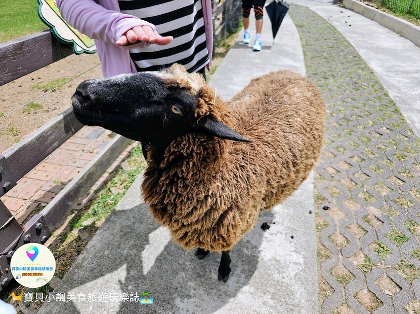 [旅遊]南投 藍天白雲綠草地 愜意賞景郊遊趣 來清境農場與羊咩咩度過愉快的假期吧！
