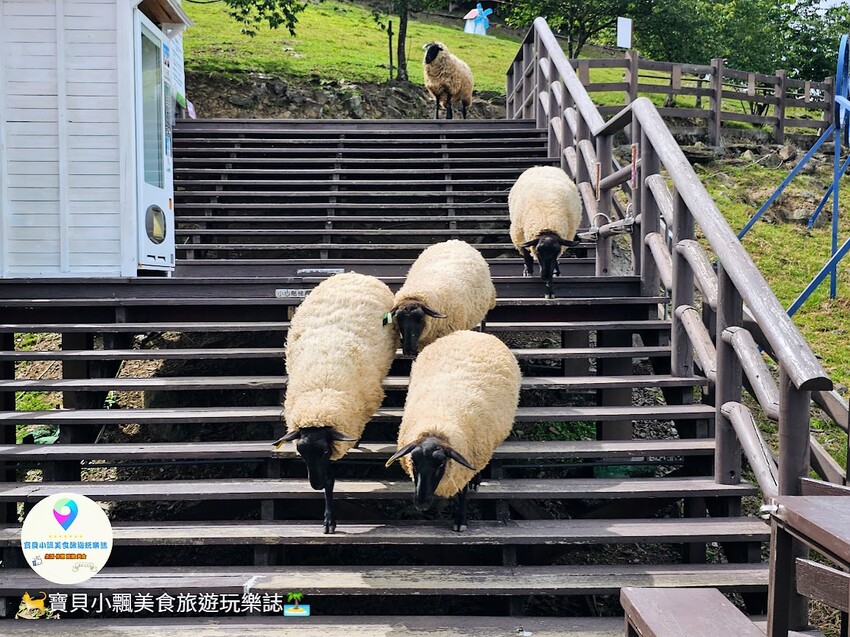 [旅遊]南投 藍天白雲綠草地 愜意賞景郊遊趣 來清境農場與羊咩咩度過愉快的假期吧！