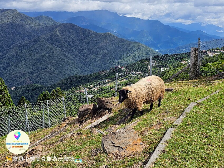 [旅遊]南投 藍天白雲綠草地 愜意賞景郊遊趣 來清境農場與羊咩咩度過愉快的假期吧！