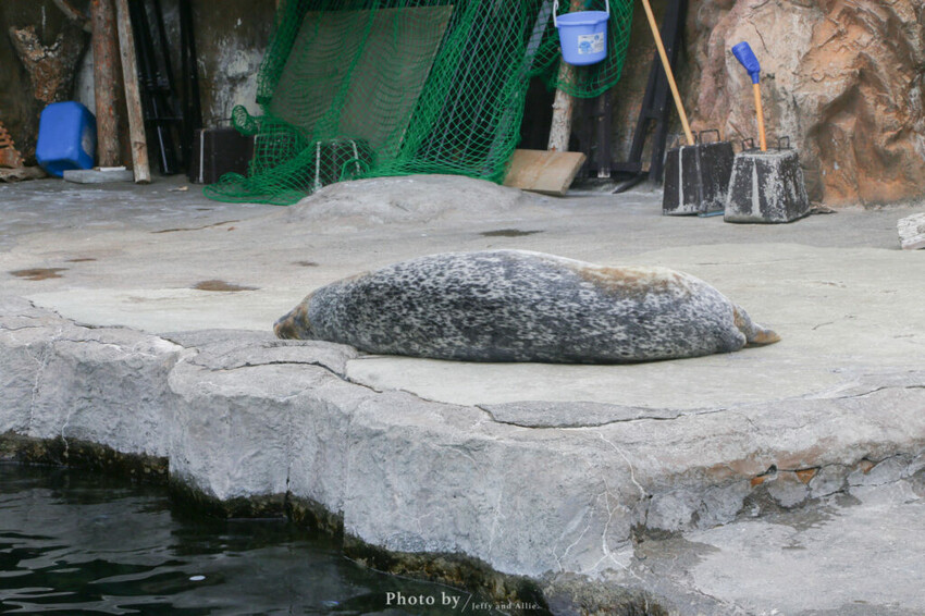【北海道旭川】旭山動物園一日遊,門票、交通、餵食秀,尋找企鵝、北極熊、海豹吧!