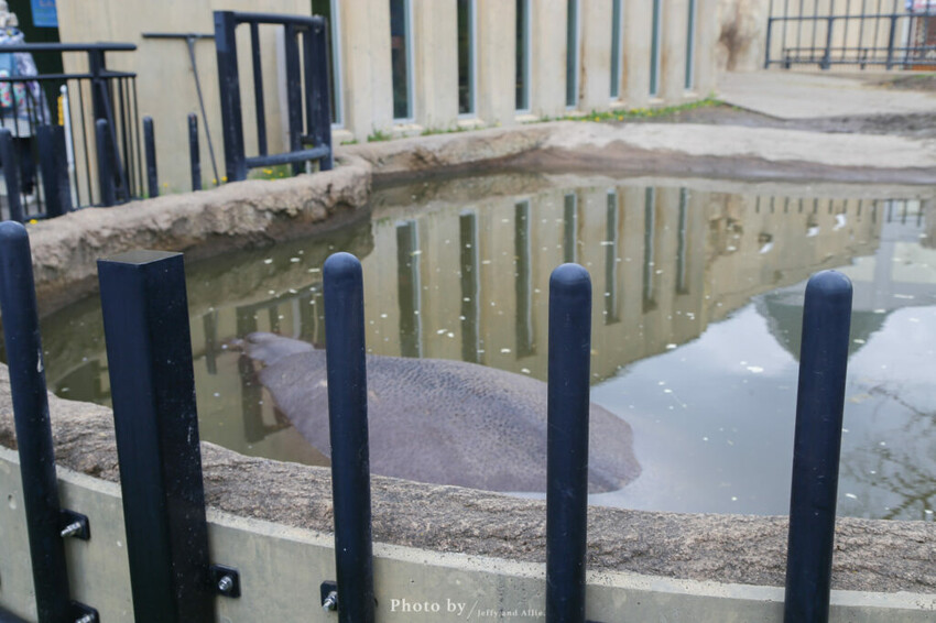 【北海道旭川】旭山動物園一日遊,門票、交通、餵食秀,尋找企鵝、北極熊、海豹吧!