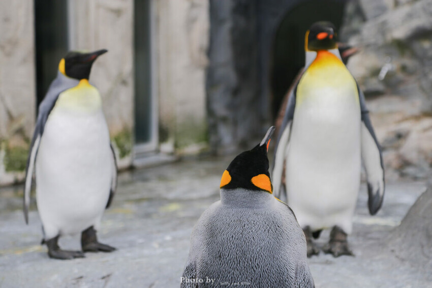 【北海道旭川】旭山動物園一日遊,門票、交通、餵食秀,尋找企鵝、北極熊、海豹吧!