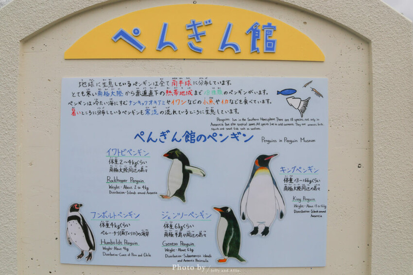 【北海道旭川】旭山動物園一日遊,門票、交通、餵食秀,尋找企鵝、北極熊、海豹吧!