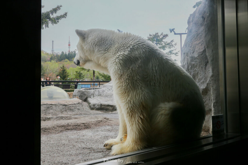 【北海道旭川】旭山動物園一日遊,門票、交通、餵食秀,尋找企鵝、北極熊、海豹吧!