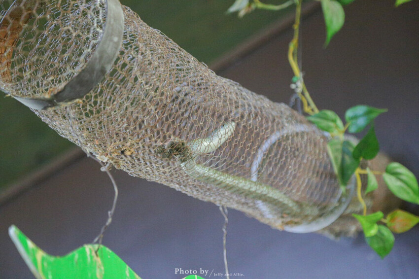 【北海道旭川】旭山動物園一日遊,門票、交通、餵食秀,尋找企鵝、北極熊、海豹吧!