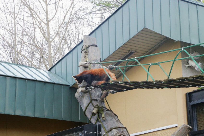 【北海道旭川】旭山動物園一日遊,門票、交通、餵食秀,尋找企鵝、北極熊、海豹吧!