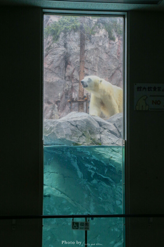 【北海道旭川】旭山動物園一日遊,門票、交通、餵食秀,尋找企鵝、北極熊、海豹吧!