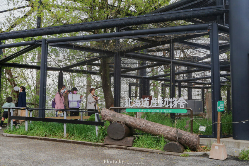 【北海道旭川】旭山動物園一日遊,門票、交通、餵食秀,尋找企鵝、北極熊、海豹吧!