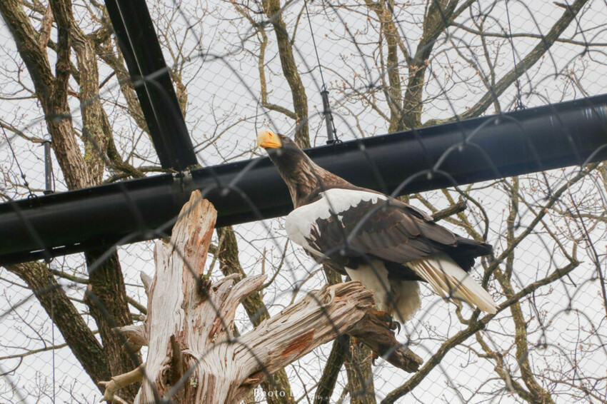 【北海道旭川】旭山動物園一日遊,門票、交通、餵食秀,尋找企鵝、北極熊、海豹吧!