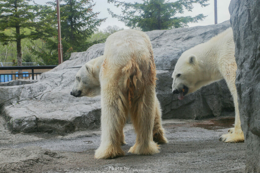 【北海道旭川】旭山動物園一日遊,門票、交通、餵食秀,尋找企鵝、北極熊、海豹吧!