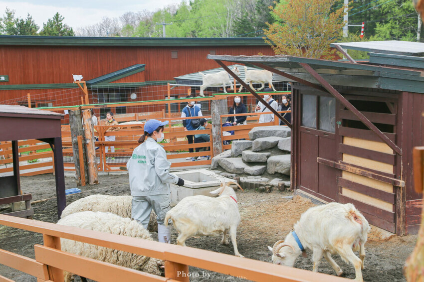 【北海道旭川】旭山動物園一日遊,門票、交通、餵食秀,尋找企鵝、北極熊、海豹吧!