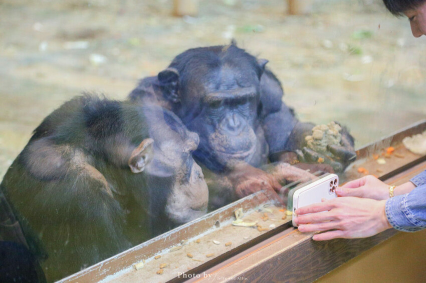 【北海道旭川】旭山動物園一日遊,門票、交通、餵食秀,尋找企鵝、北極熊、海豹吧!