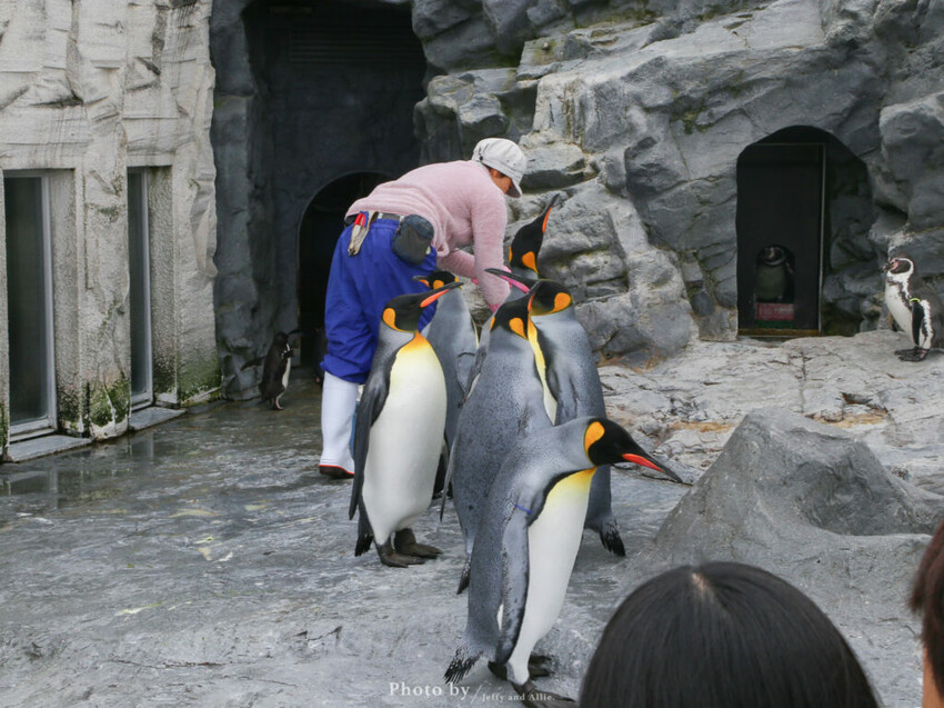 【北海道旭川】旭山動物園一日遊,門票、交通、餵食秀,尋找企鵝、北極熊、海豹吧!