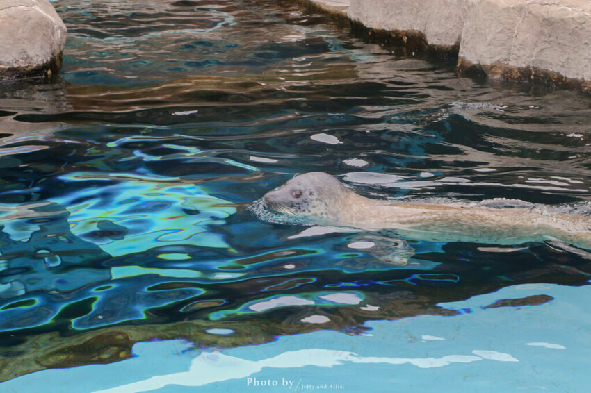 【北海道旭川】旭山動物園一日遊,門票、交通、餵食秀,尋找企鵝、北極熊、海豹吧!