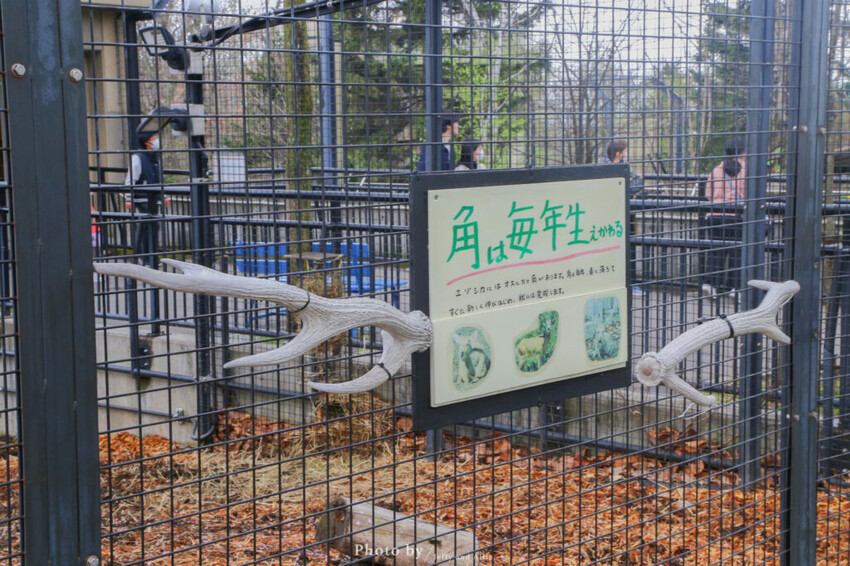 【北海道旭川】旭山動物園一日遊,門票、交通、餵食秀,尋找企鵝、北極熊、海豹吧!