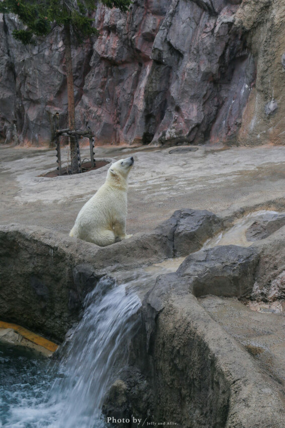 【北海道旭川】旭山動物園一日遊,門票、交通、餵食秀,尋找企鵝、北極熊、海豹吧!