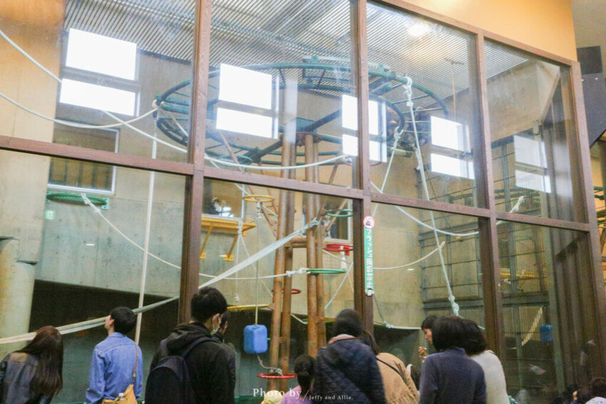 【北海道旭川】旭山動物園一日遊,門票、交通、餵食秀,尋找企鵝、北極熊、海豹吧!