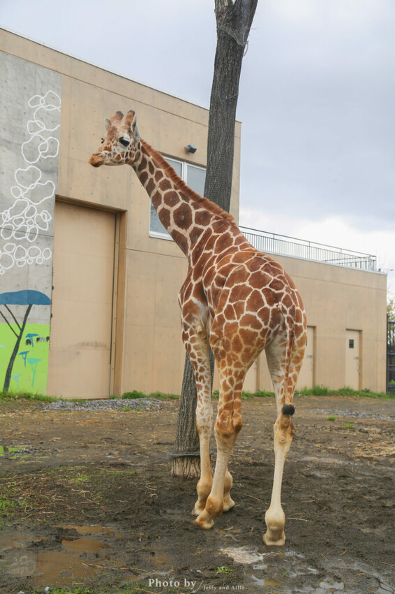 【北海道旭川】旭山動物園一日遊,門票、交通、餵食秀,尋找企鵝、北極熊、海豹吧!